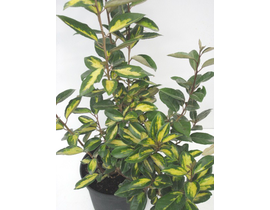 Eleagnus ebbengei 7.5lt                           