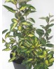 Eleagnus ebbengei 7.5lt                           