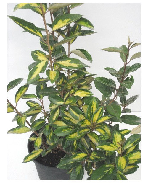 Eleagnus ebbengei 7.5lt                           