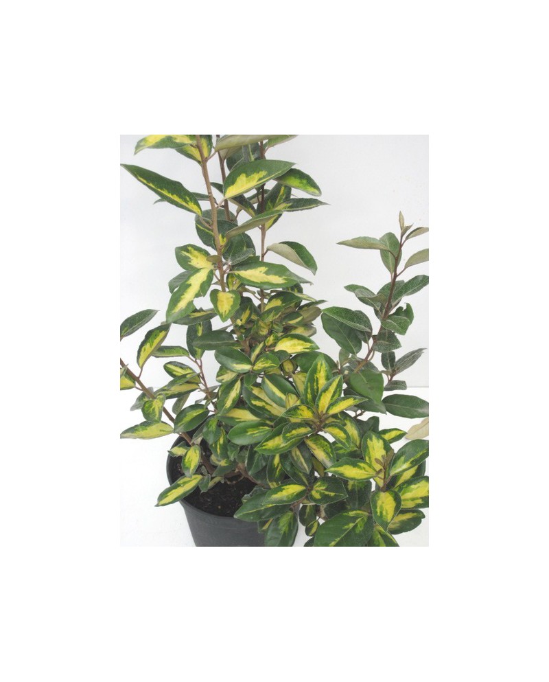 Eleagnus ebbengei 7.5lt                           