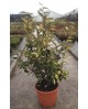 Eleagnus ebbengei 7.5lt                           