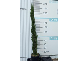 Cipres totem 200/250                              