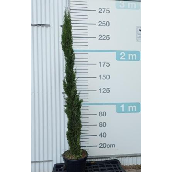 Cipres totem 200/250                              