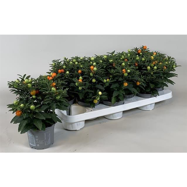 Solanum seudocapsicum m12                         