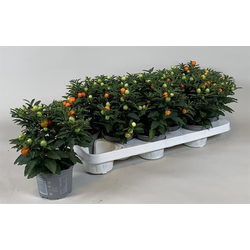 Solanum seudocapsicum m12                         