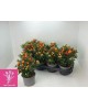 Solanum seudocapsicum m12                         