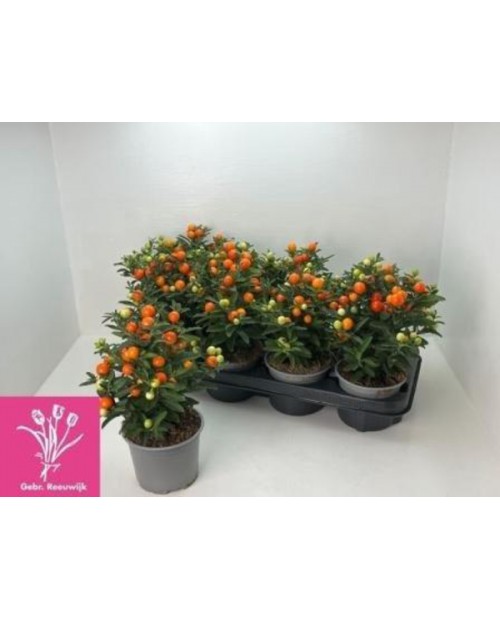 Solanum seudocapsicum m12                         
