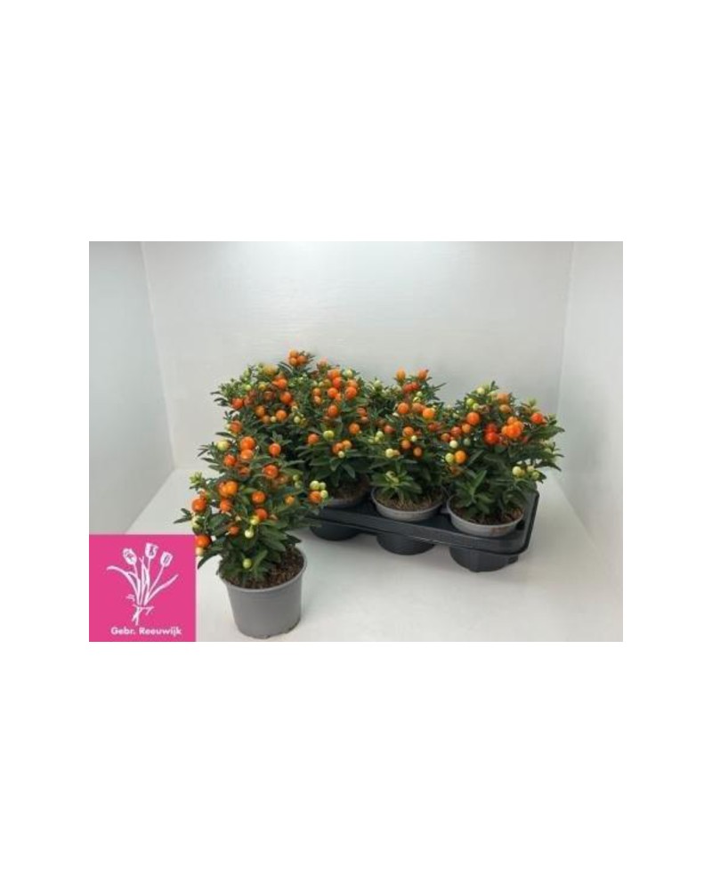 Solanum seudocapsicum m12                         