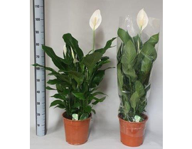 Spathiphyllum m24 100cm                           