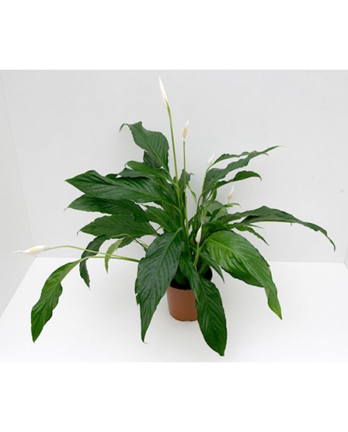 Spathiphyllum m24 100cm                           