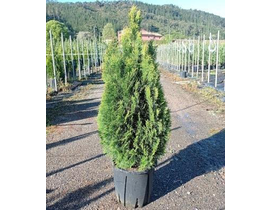Thuya esmeralda 18lt 110/125                      