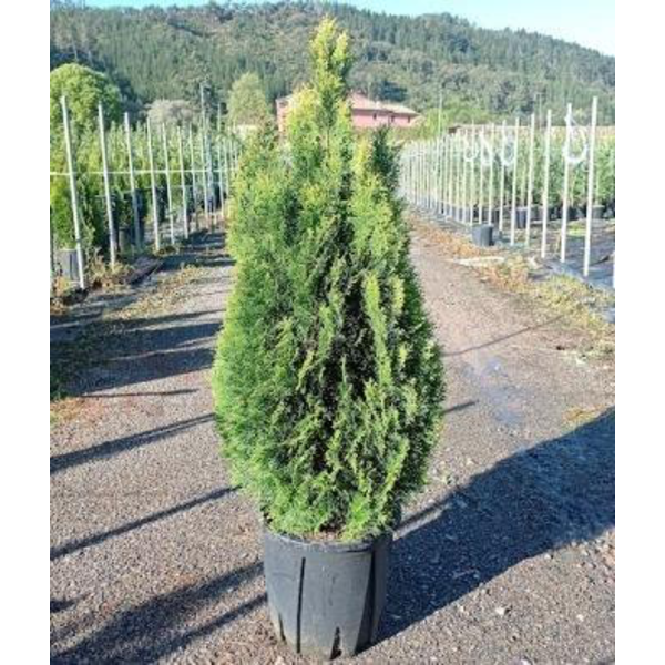 Thuya esmeralda 18lt 110/125                      