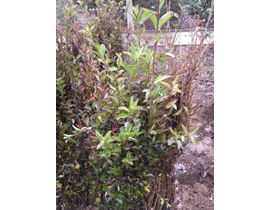 Ligustrum california truanilla raiz               