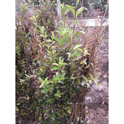 Ligustrum california truanilla raiz               