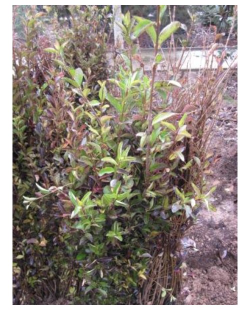 Ligustrum california truanilla raiz               