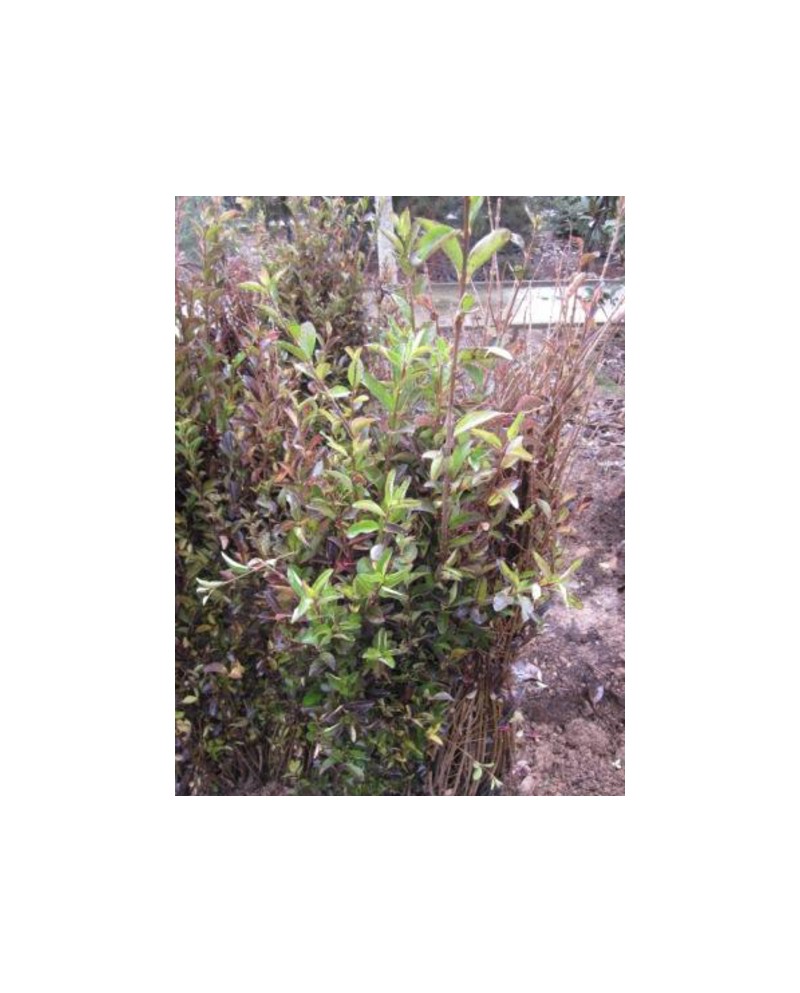 Ligustrum california truanilla raiz               