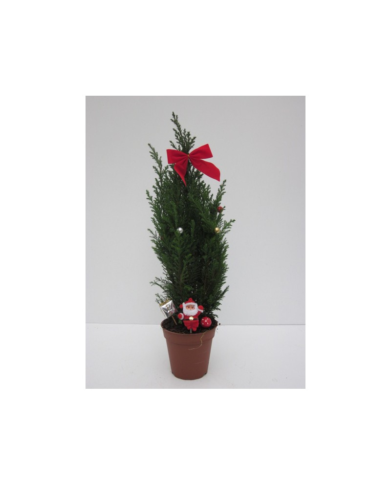 Adorno chamaecyparis m13                          