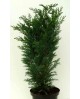 Chamaecyparis columnaris 5lt 100/110cm            