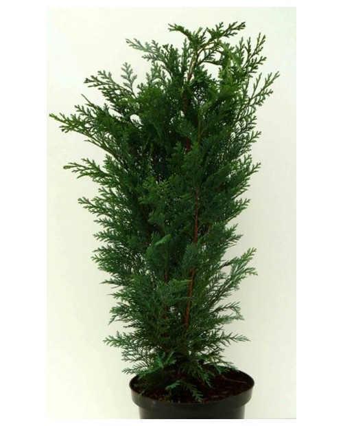 Chamaecyparis columnaris 5lt 100/110cm            