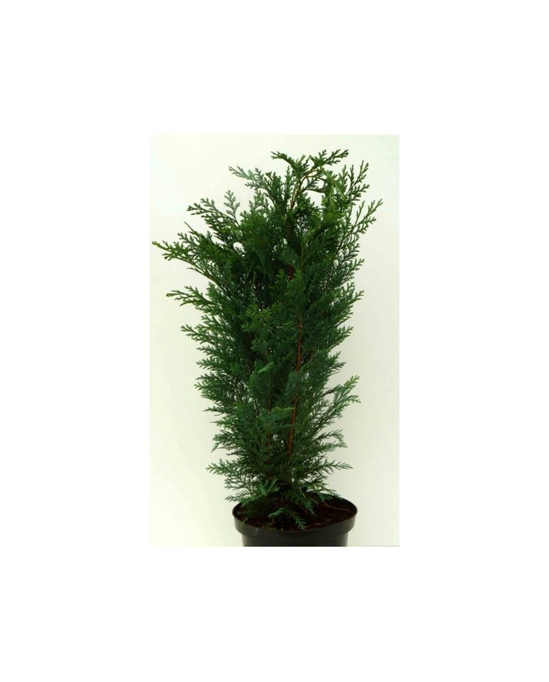 Chamaecyparis columnaris 5lt 100/110cm            