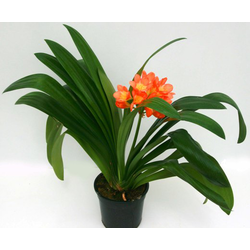 Clivia miniata 14                                 