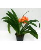 Clivia miniata 14                                 