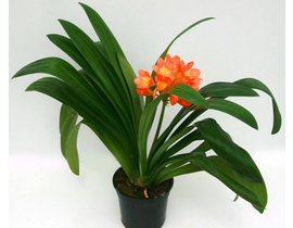 Clivia miniata 14                                 