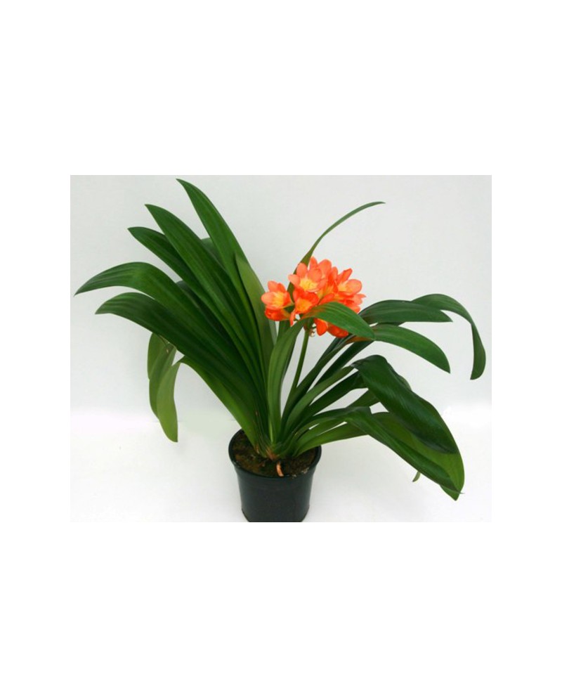 Clivia miniata 14                                 