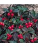 Gaultheria procumbens m12                         