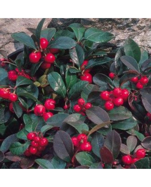Gaultheria procumbens m12                         