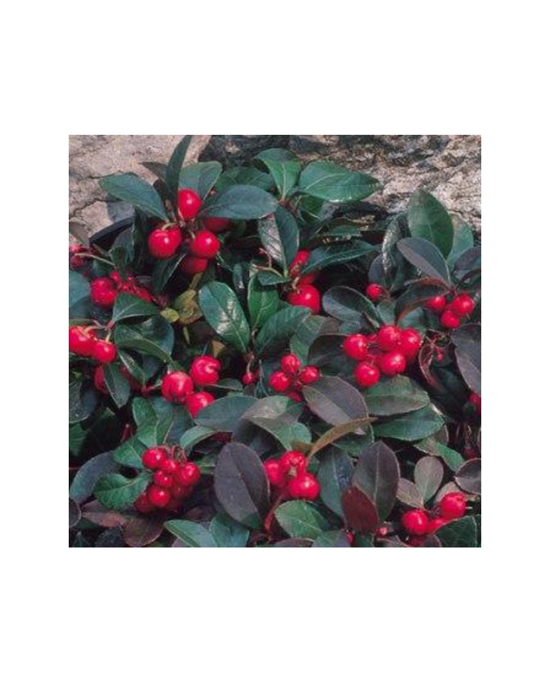 Gaultheria procumbens m12                         