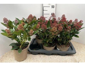 Skimmia jap. rubella m19                          