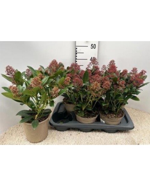 Skimmia jap. rubella m19                          