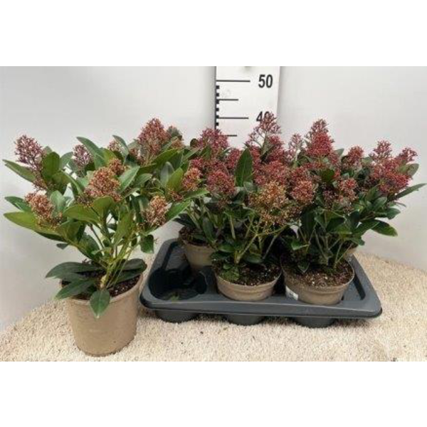 Skimmia jap. rubella m17                          