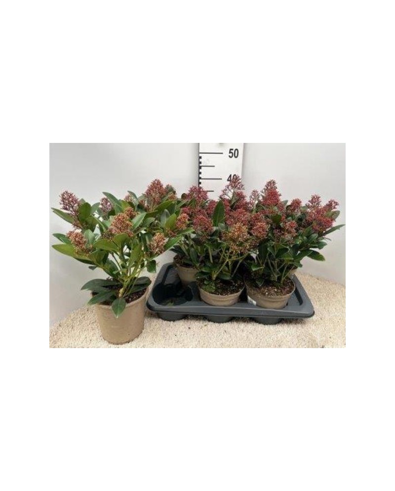 Skimmia jap. rubella m19                          
