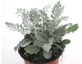 Cineraria maritima m13                            