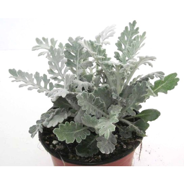 Cineraria maritima m13                            
