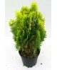 Thuya aurea nana 10lt 40/50                       