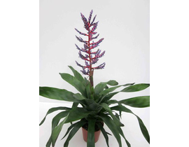 Billbergia blue rain 15                           