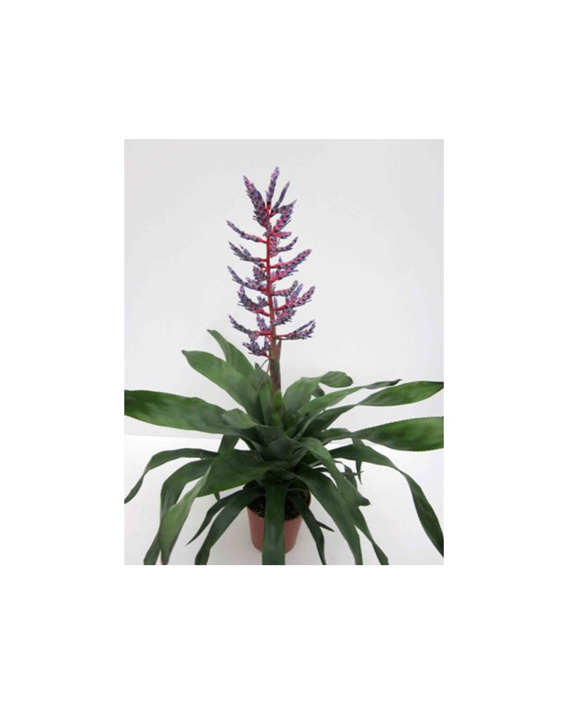 Billbergia blue rain 15                           