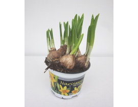 Narciso m12 ( 5-6 bulbos)                         