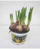 Narciso m12 ( 5-6 bulbos)                         