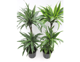 Dracaena deremensis 30/60/90 m22                  