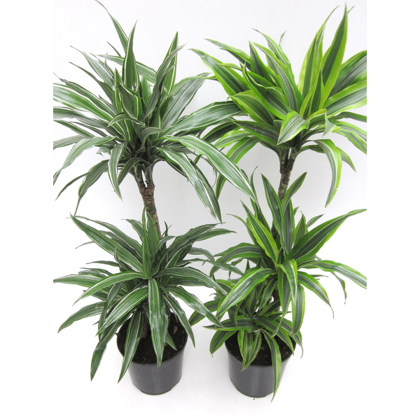 Dracaena deremensis 30/60/90 m22                  