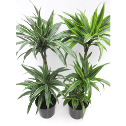 Dracaena deremensis 30/60/90 m22                  