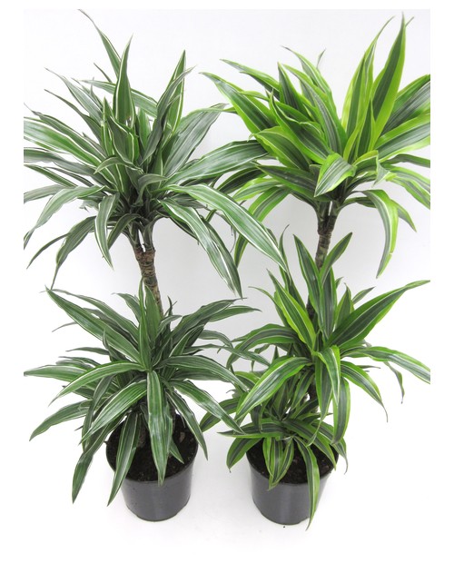 Dracaena deremensis 30/60/90 m22                  