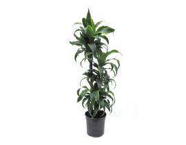 Dracaena dorado 30/60/90                          