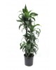 Dracaena dorado 30/60/90                          