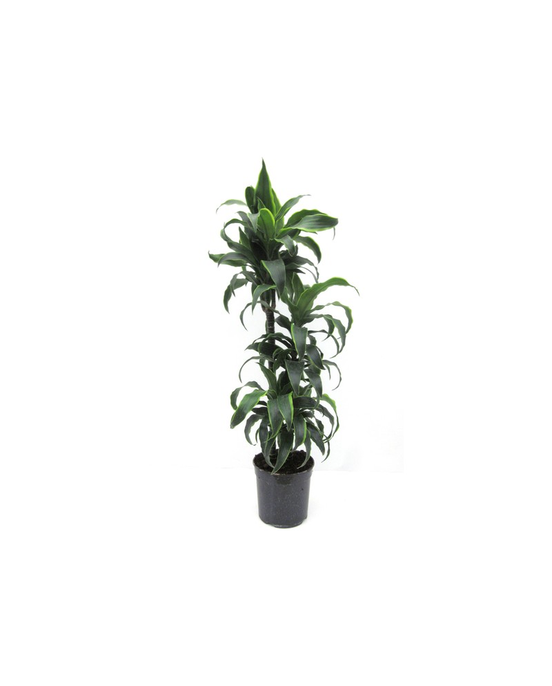 Dracaena dorado 30/60/90                          