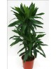 Dracaena janet craig 30/60/90 m22                 